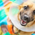 Puppy sits on a colorful blanket wearing a plastic cone and looks up at the camera