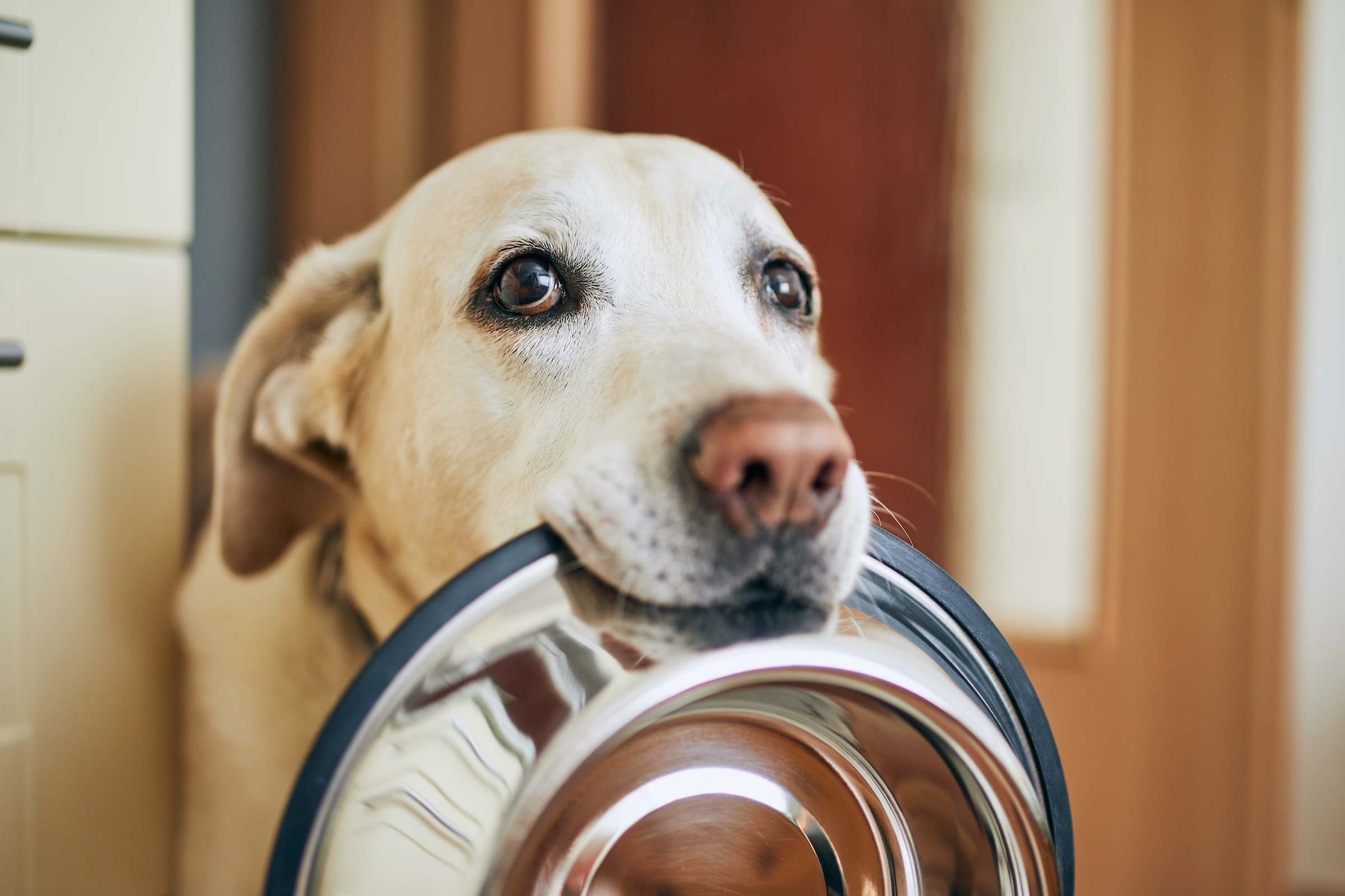 Is Salt Bad For Dogs? This Is What You Need To Know | PawTracks