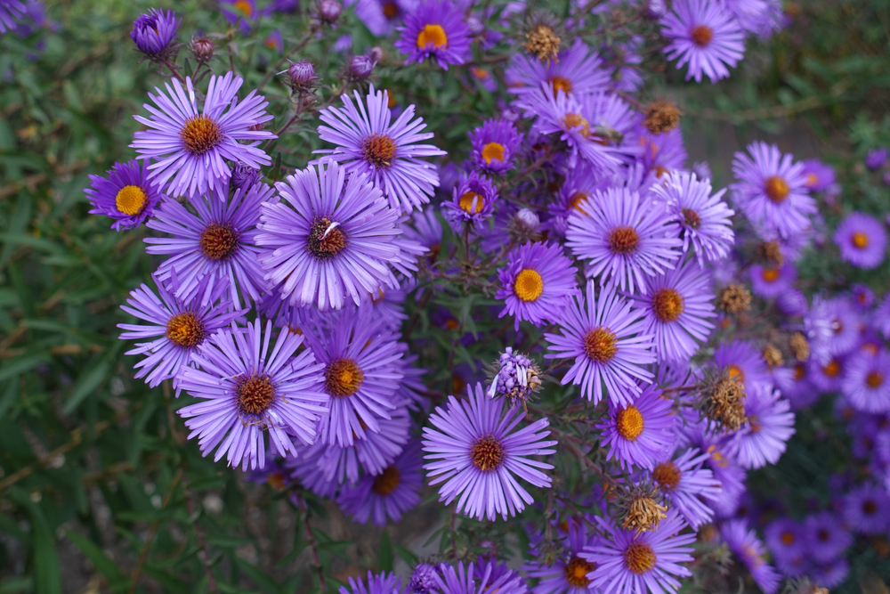 Purple asters growing in a garden.