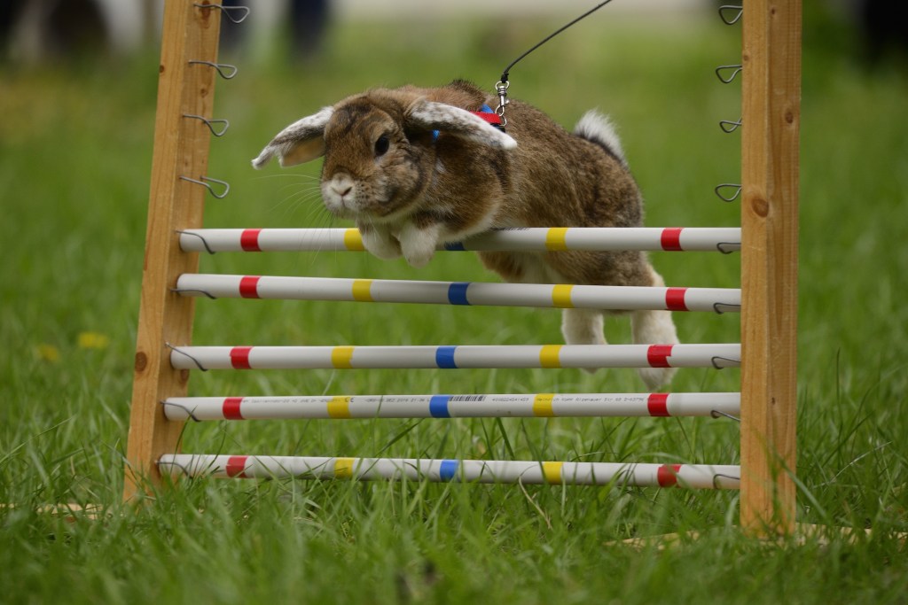 Triušis šokinėja per kliūtį agility varžybų metu