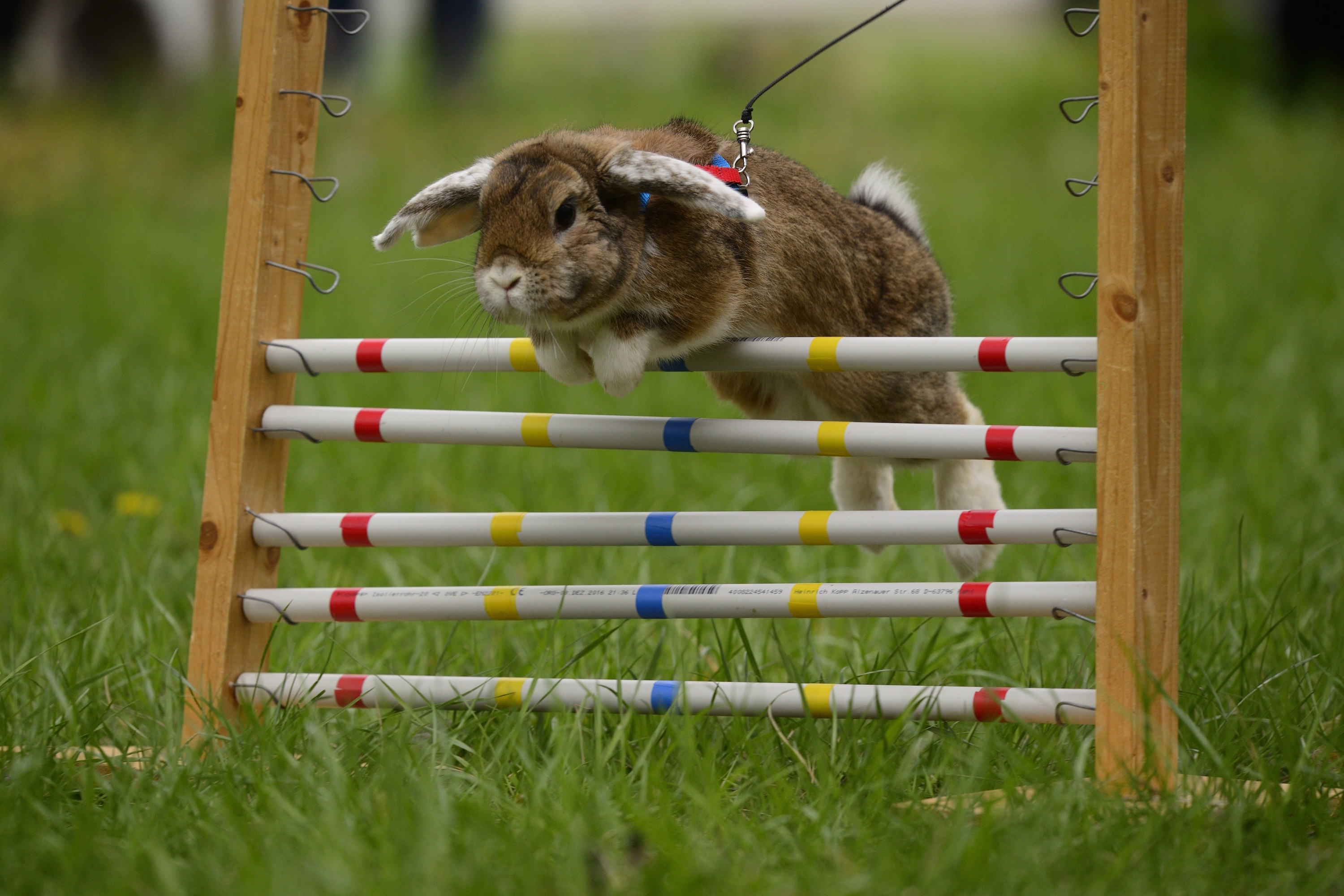 Triušis šokinėja per kliūtį agility varžybų metu
