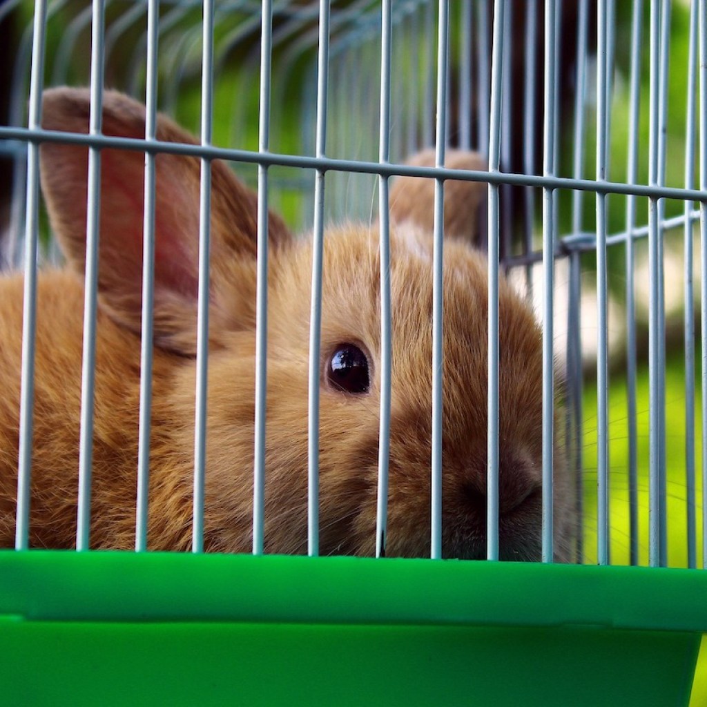 Rabbit in traveling case outdoors