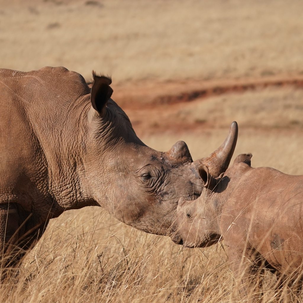 Rhino with baby in brown grass