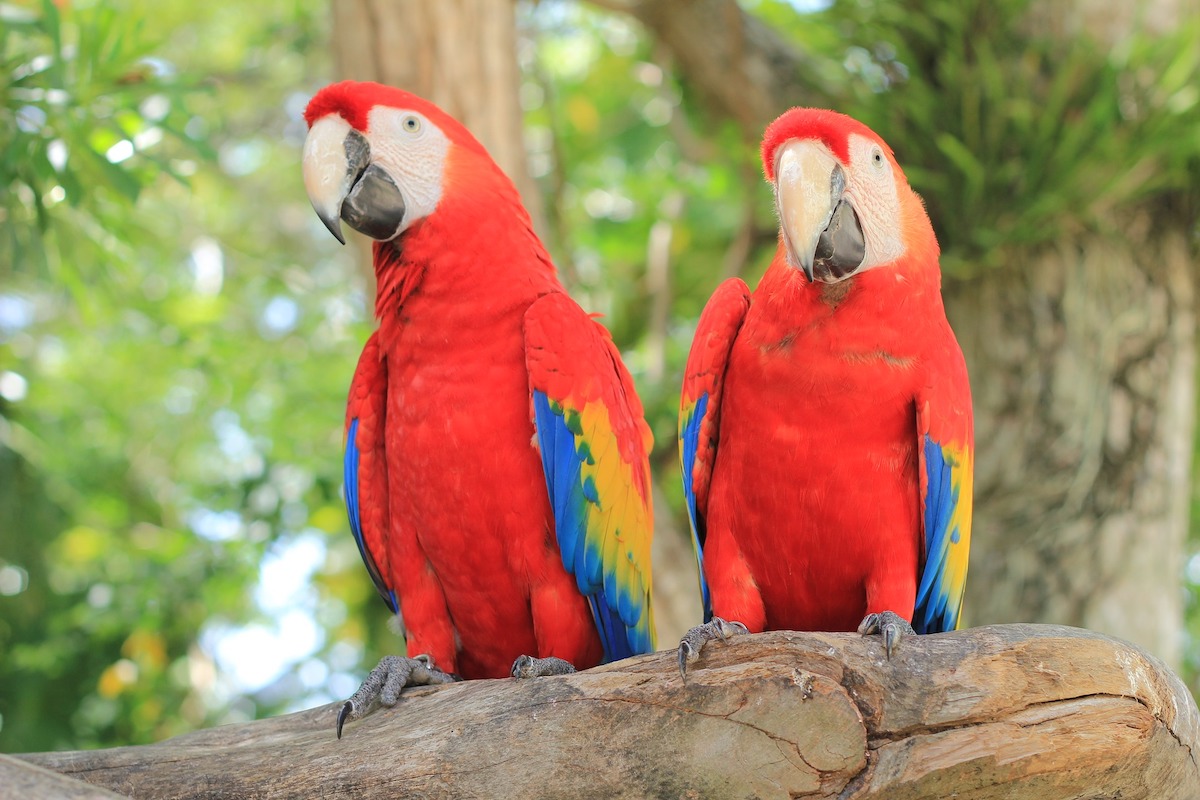 A pair of scarlet macaws sit on a branch