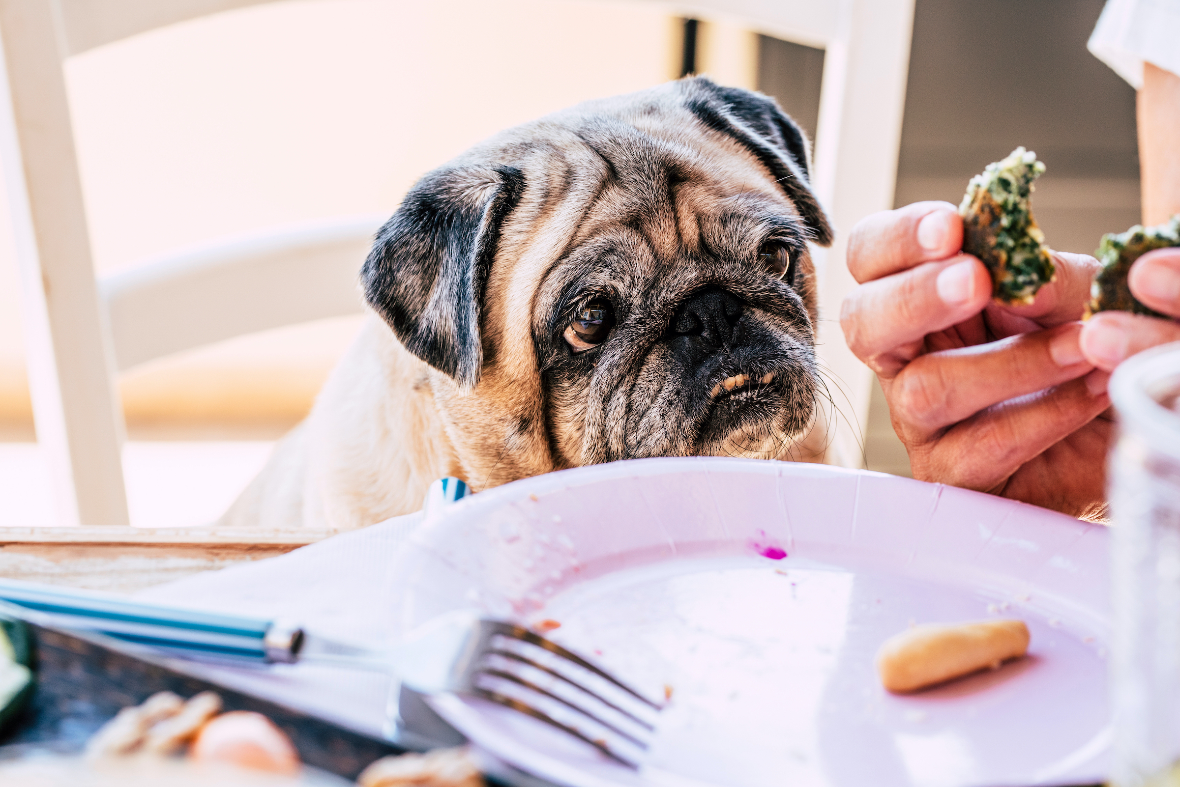 an old pug sits at the table and begs for food