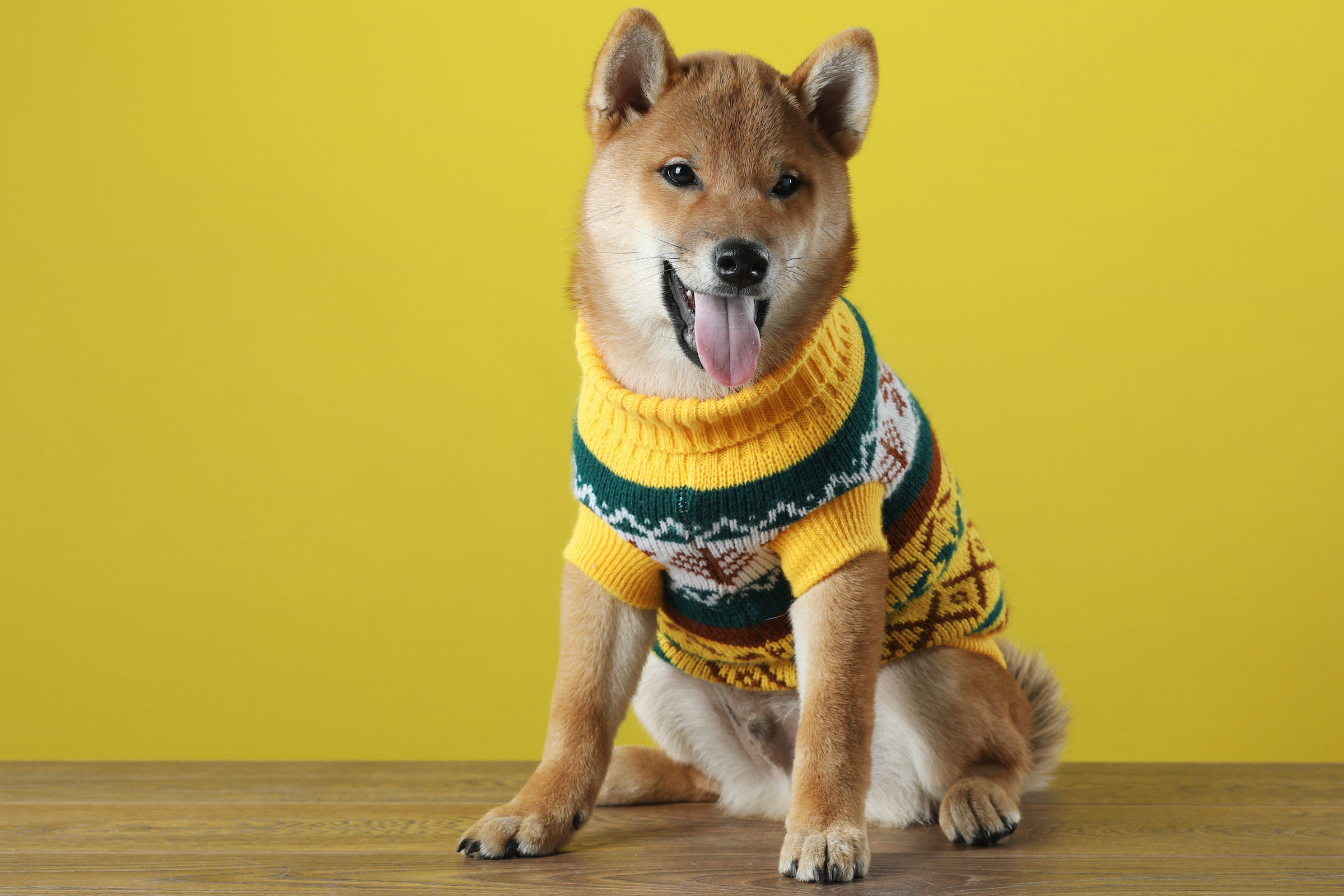 a shiba inu dog in a sweater sits in front of a yellow background