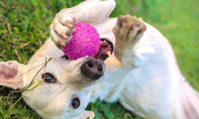 yellow dog playing with pink ball