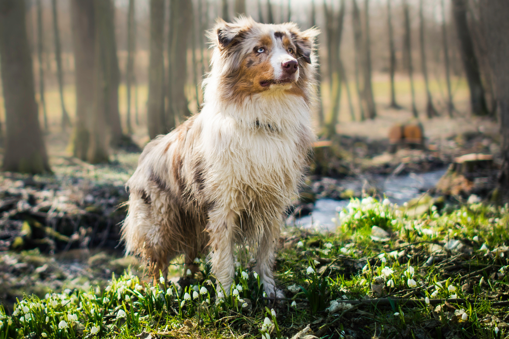 red merle australian shepherd in woods