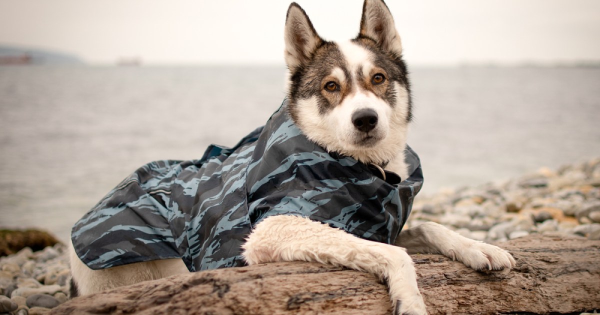 What Temperature Should A Dog Wear A Coat