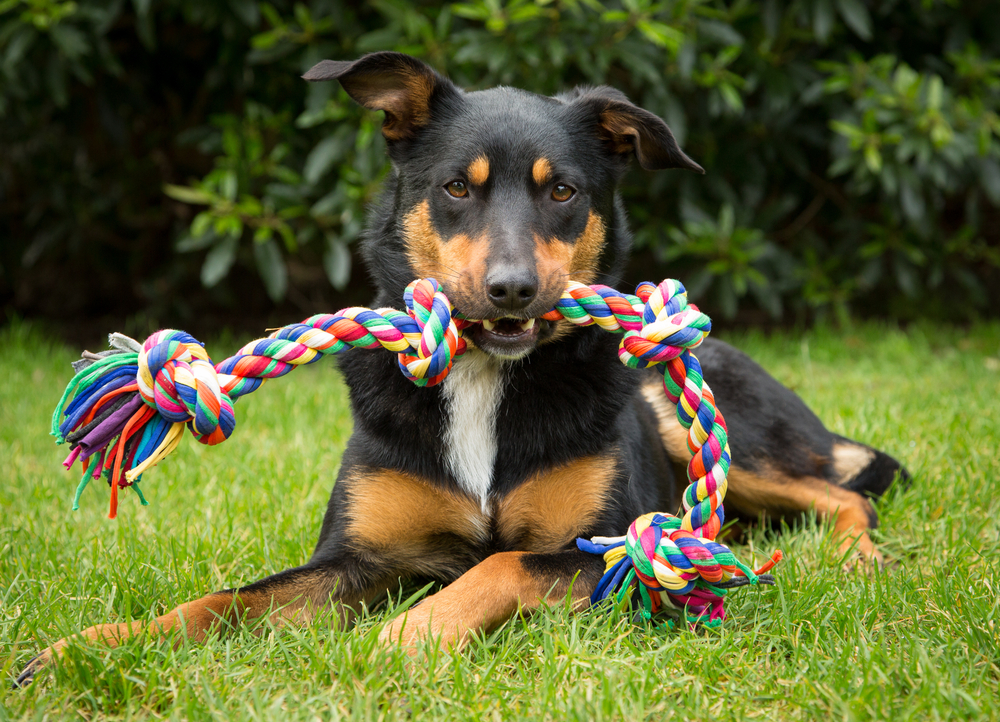 tricolor dog in grass with tug rope