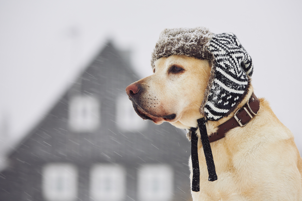 Labradoro retriveris dėvi žieminę kepurę