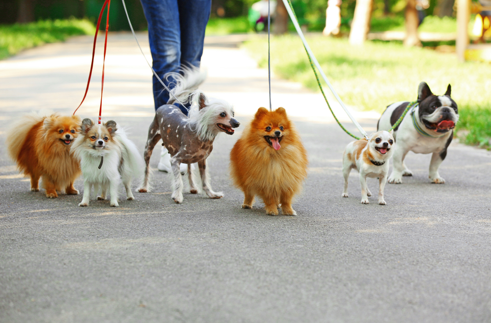 Four dogs on a walk in park
