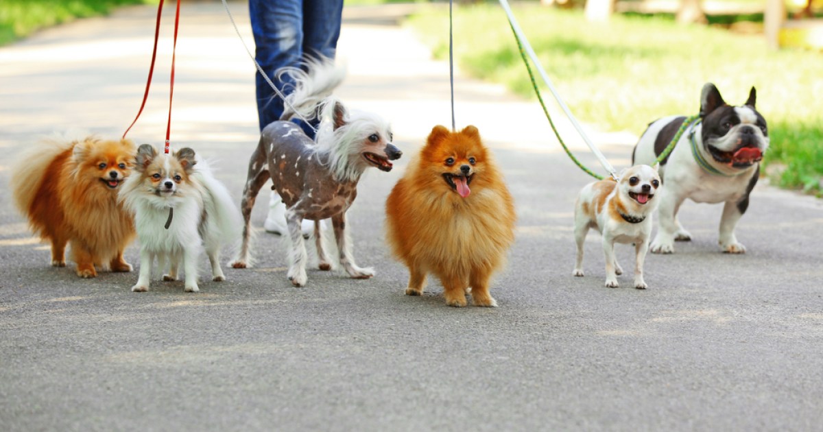 How to find the perfect dog walker for your pet PawTracks