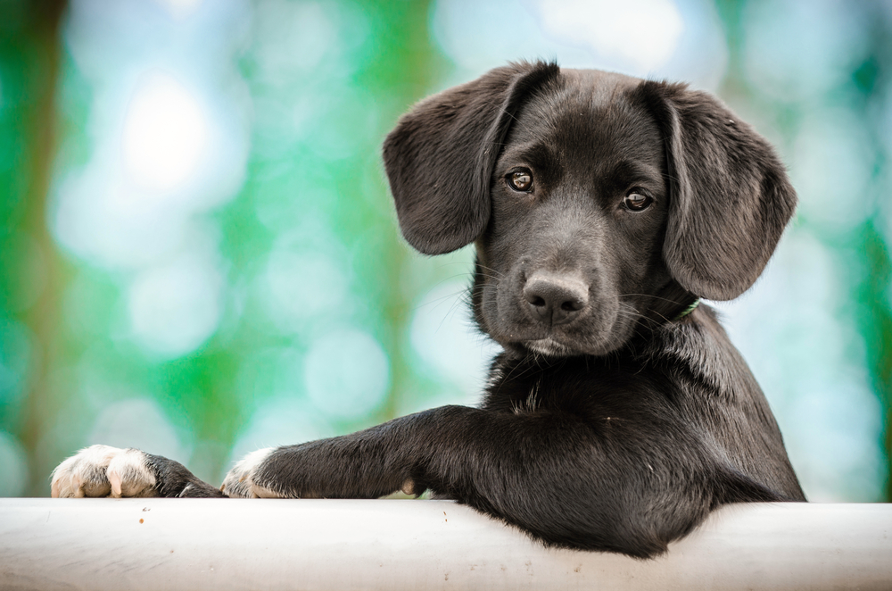 cute black lab puppy