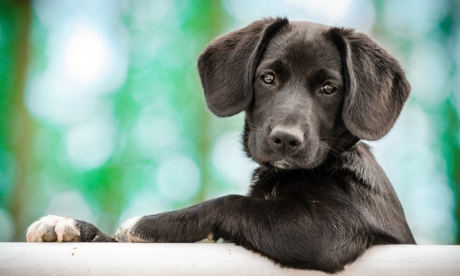 cute black lab puppy