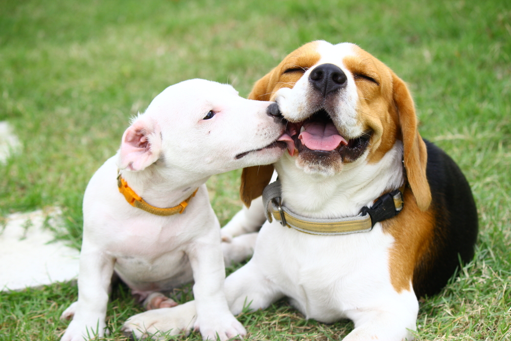 Jack Russell kissing beagle