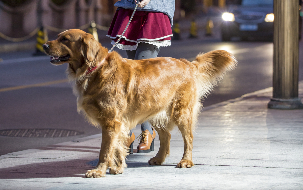 golden retriever walking at night