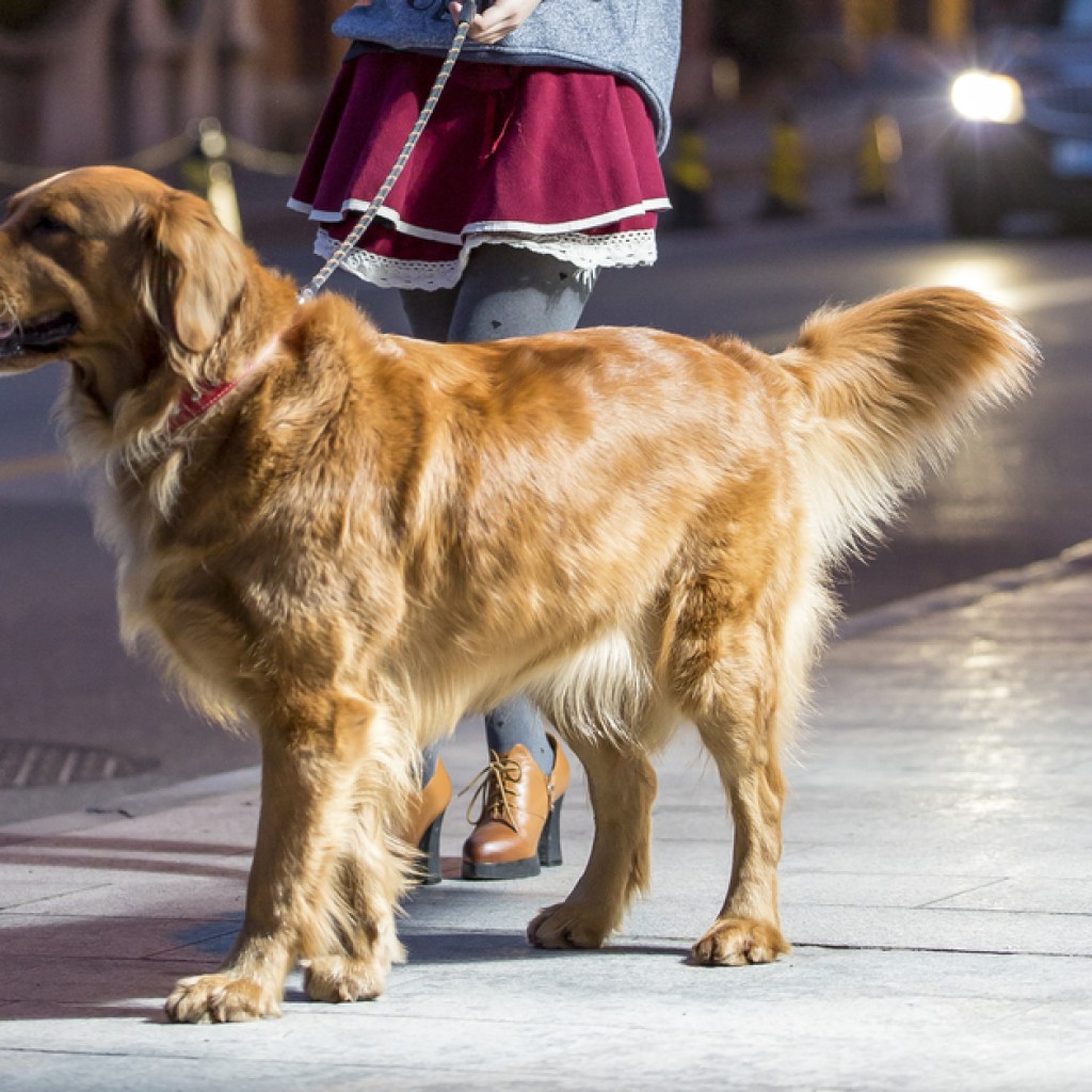 golden retriever walking at night