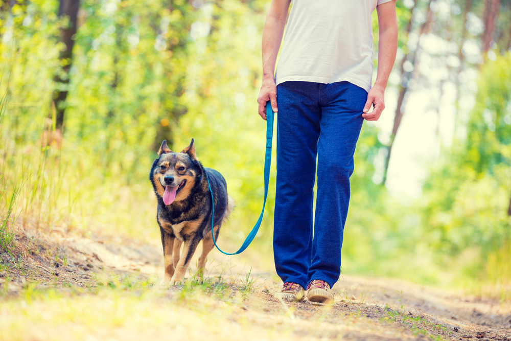 Man walking dog in forest