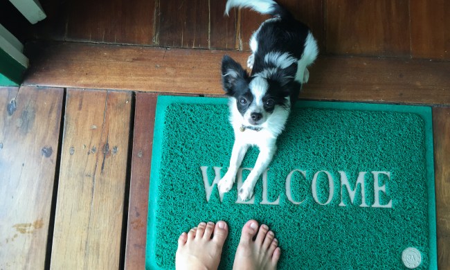 A small dog lies on a green welcome mat with someone's feet nearby