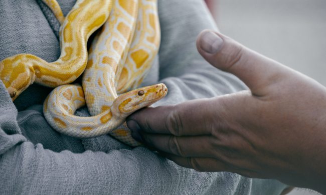 Two snakes curl around a person while another pets them