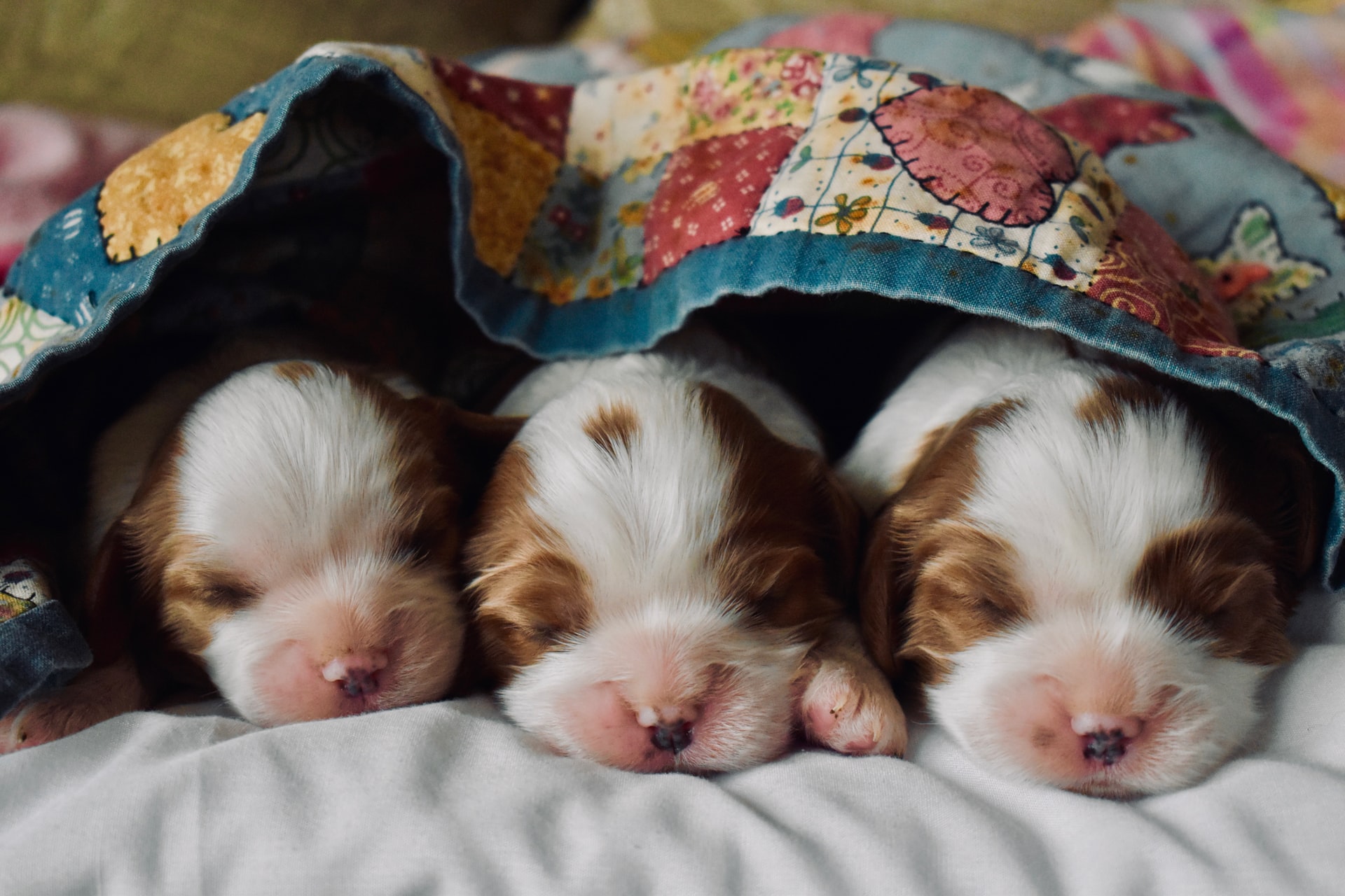 three tan and white puppies under a blanket