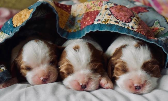 Three tan and white puppies under a blanket