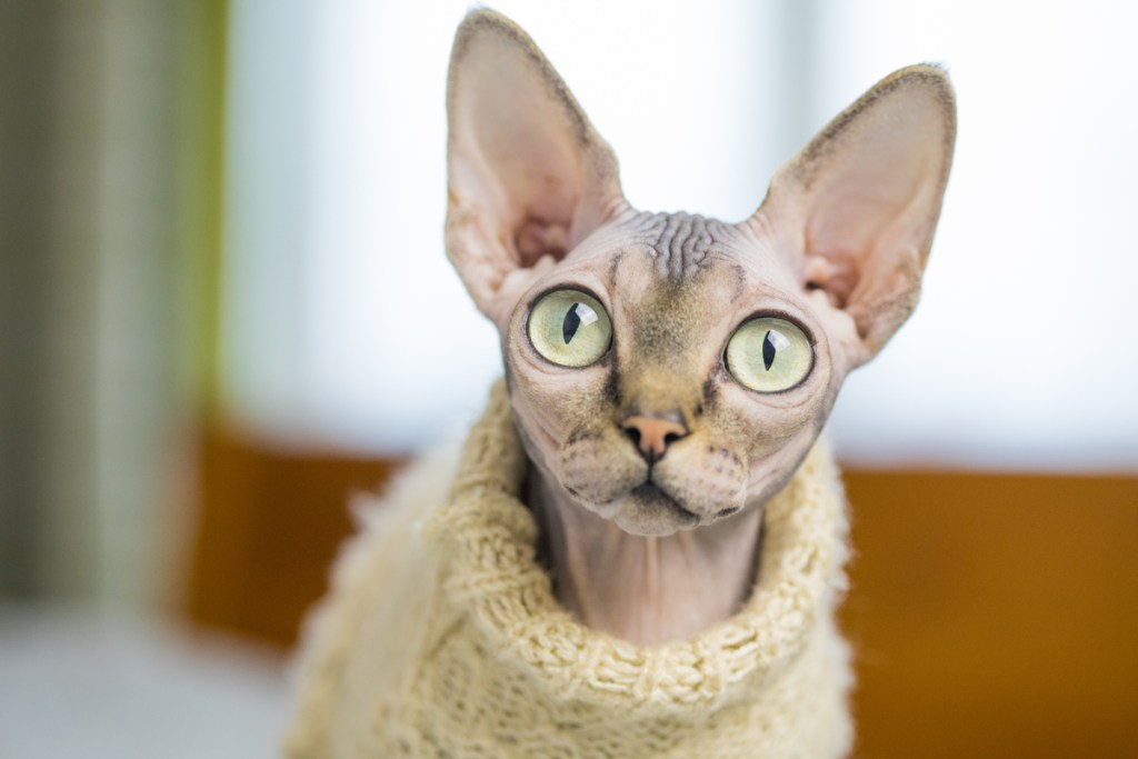 Sfinkso katė vilki geltoną megztinį