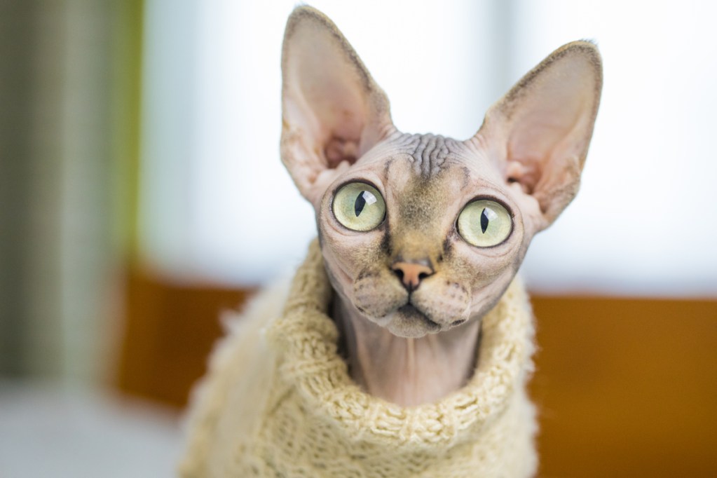 Sphinx cat wearing a yellow sweater