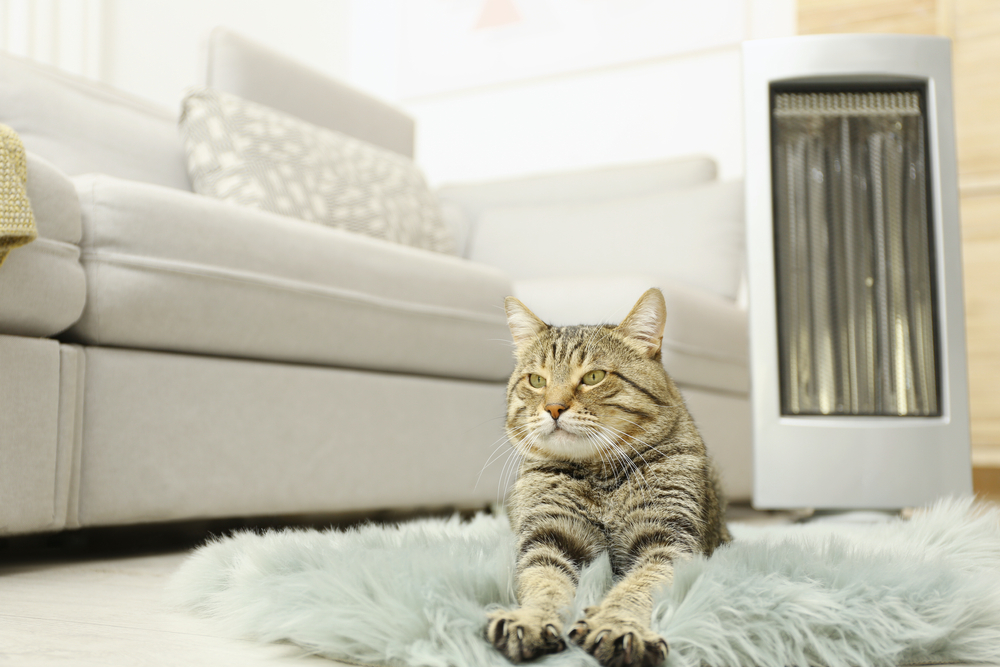 A tabby cat stretched out on a rug in front of a space heater.