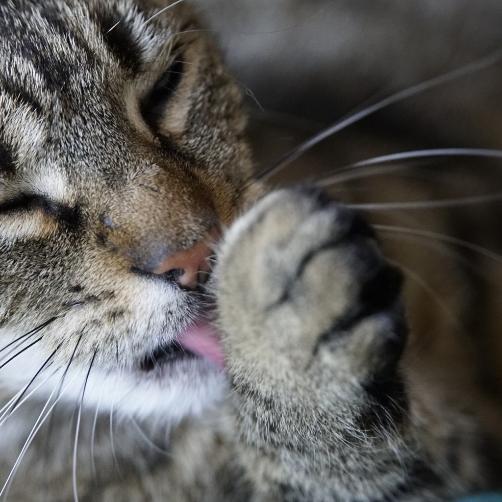 Closeup of a tiger cat licking its paw