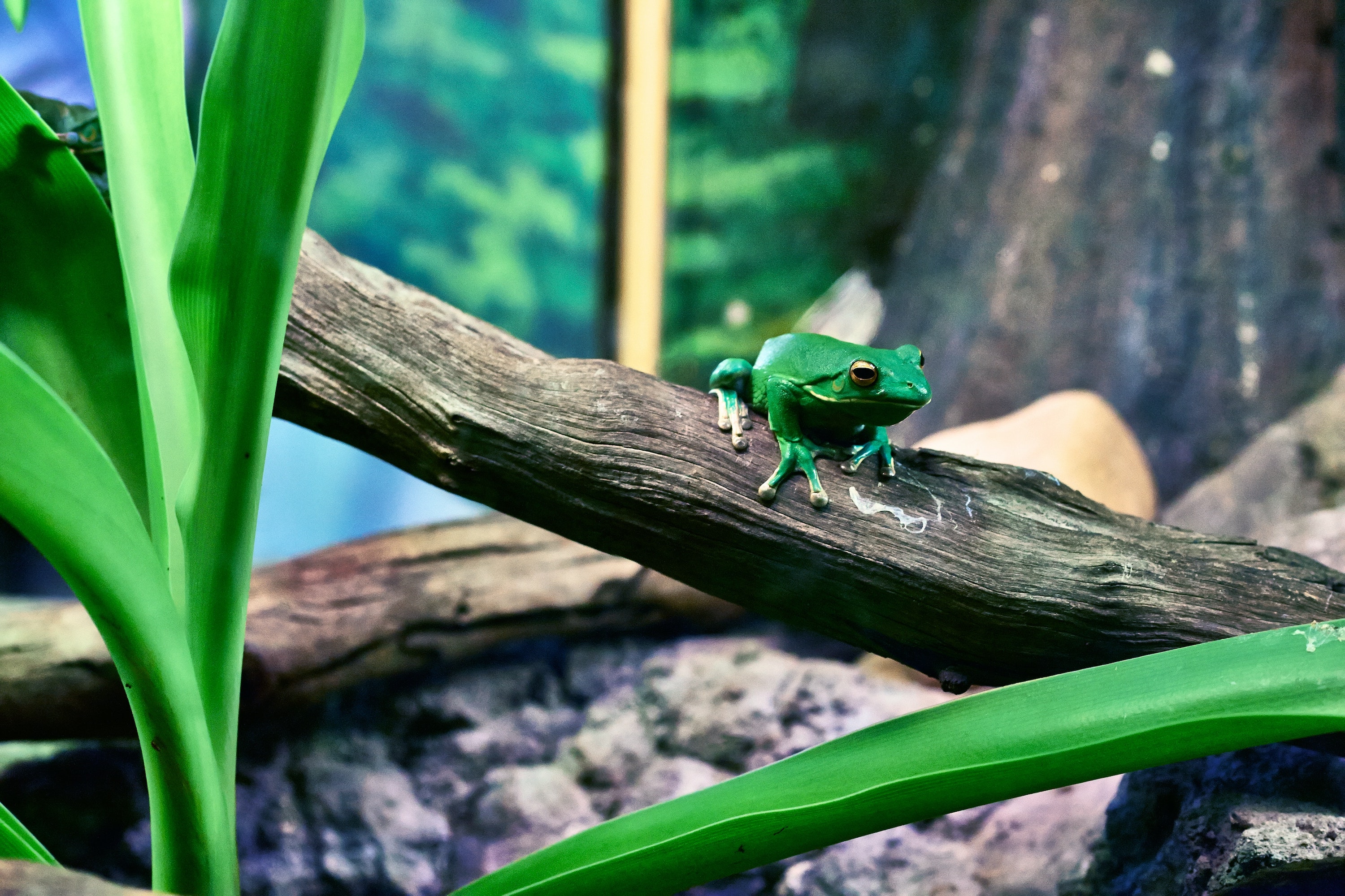 Tree frog sits on a branch