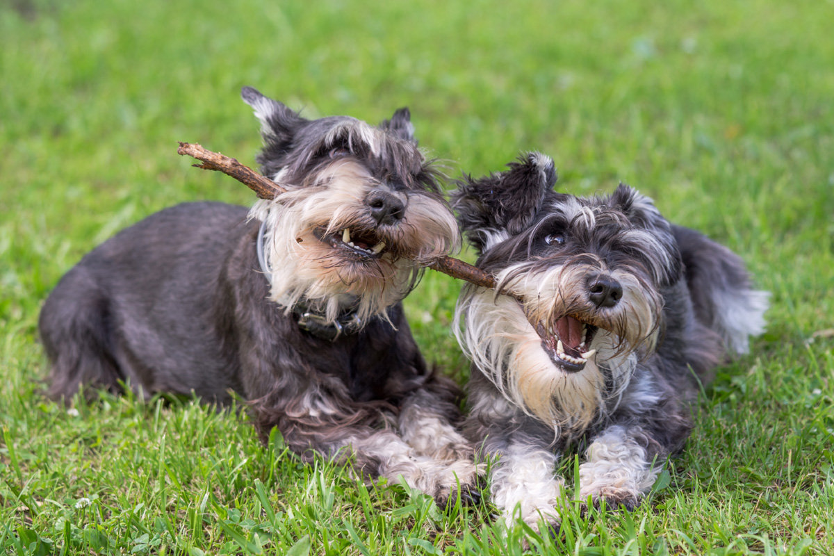 Two miniature schnauzers playing with a stick.