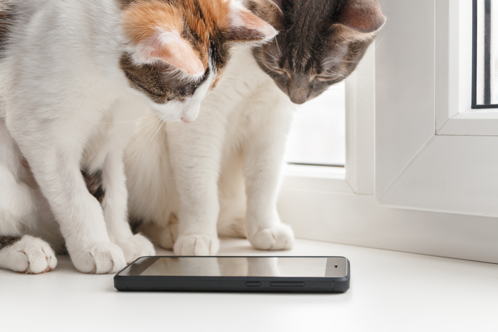 Dvi katės žiūri į neapšviestą išmaniojo telefono ekraną ant balto stalo.