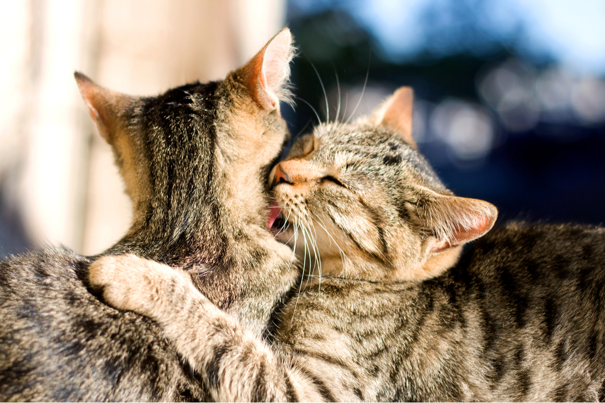 Here's Why You Might See Your Cats Grooming Each Other PawTracks