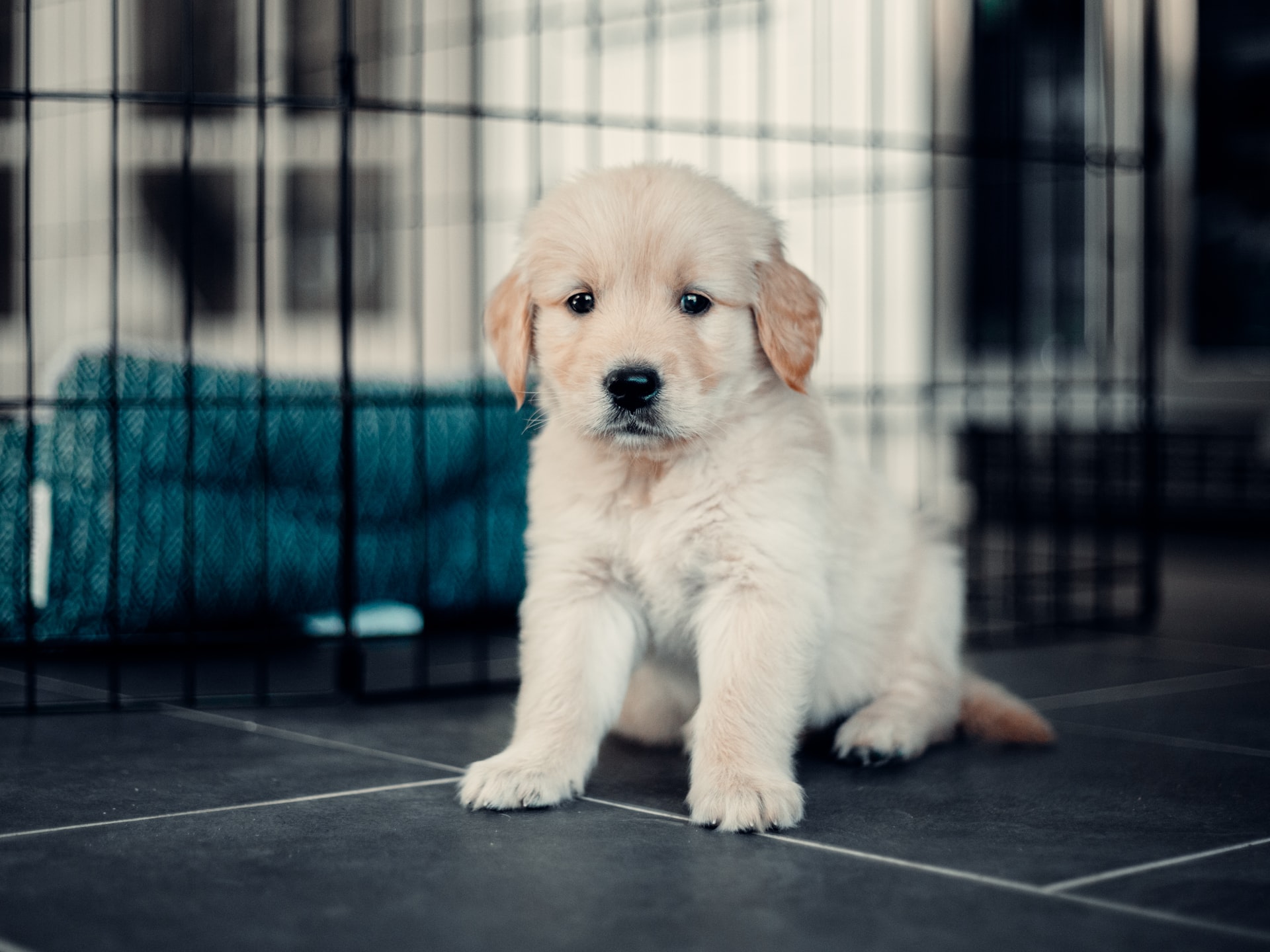 yellow Lab puppy in a black crate