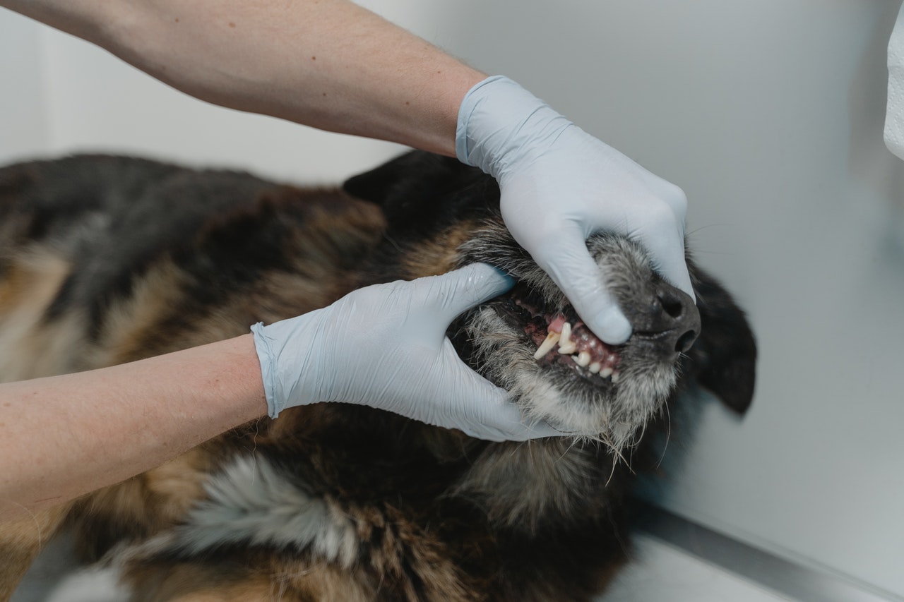 Veterinaras, tiriantis vyresnio amžiaus vokiečių aviganio dantenas.