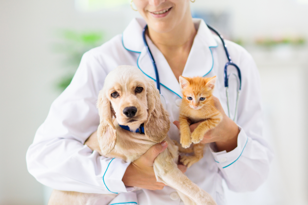 Veterinaras laiko smėlio spalvos kokerspanielio šuniuką ir oranžinį kačiuką.