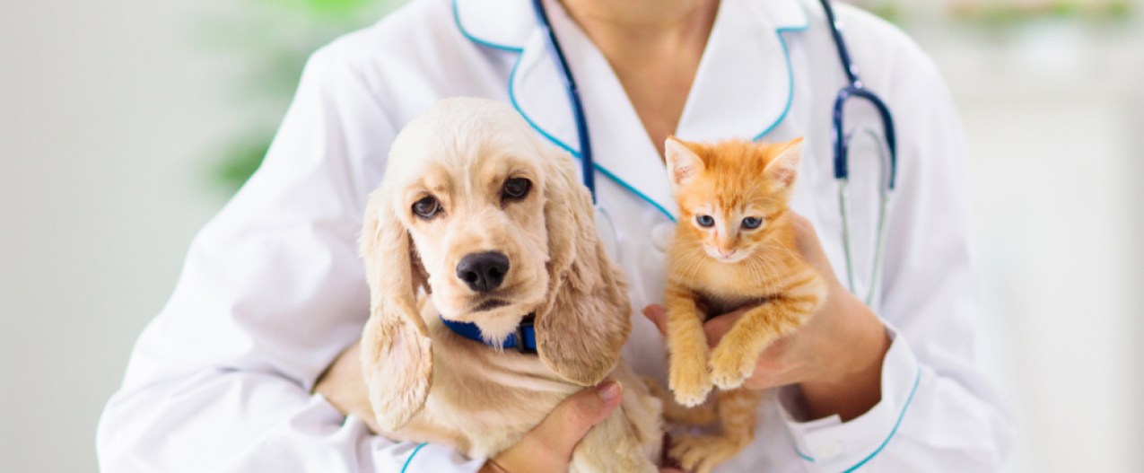 A vet holds a beige Cocker Spaniel puppy and an orange tabby kitten.