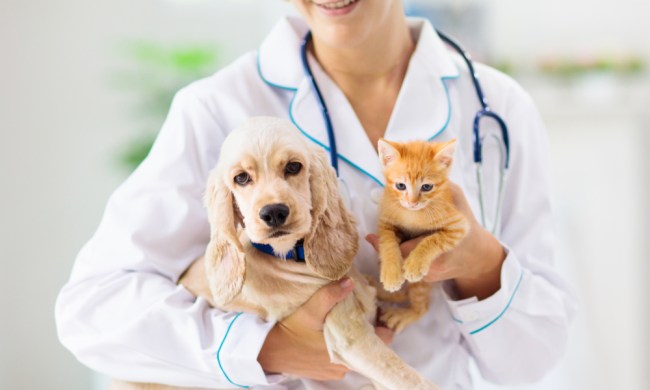 A vet holds a beige Cocker Spaniel puppy and an orange tabby kitten.