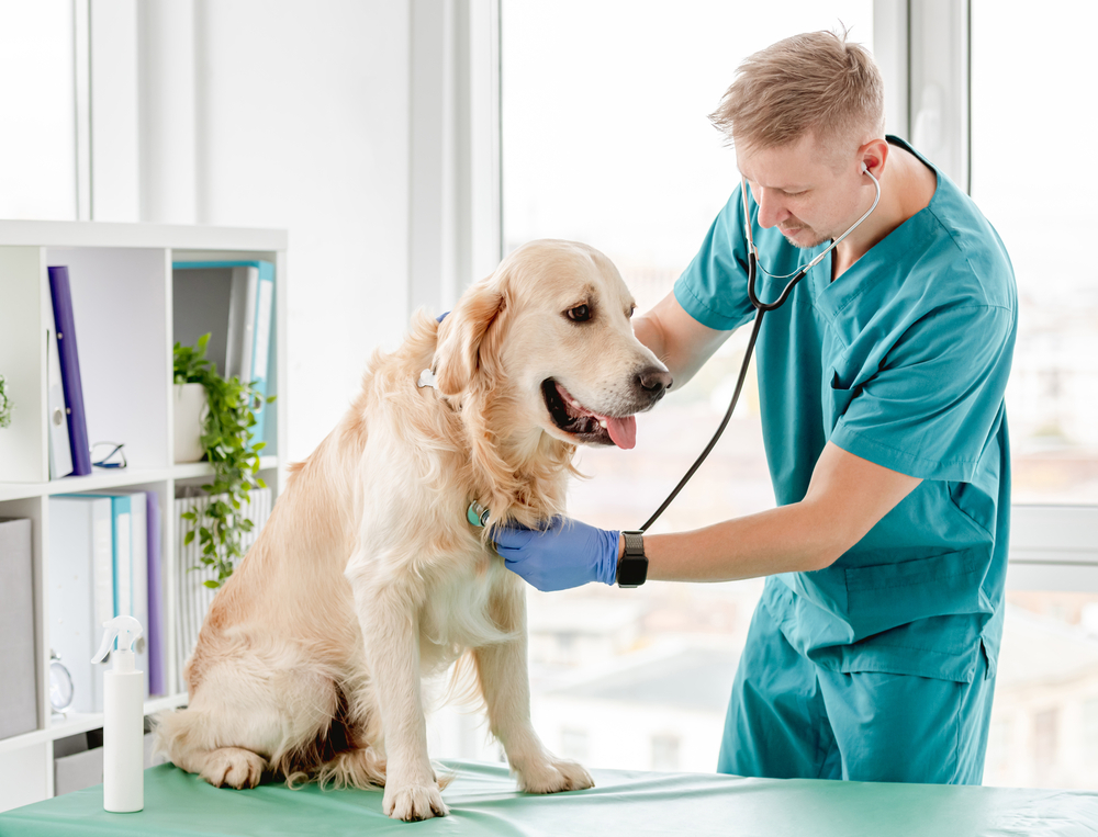 A vet wearing aqua scrubs listening to a Golden Retriever's lungs with a stethoscope.