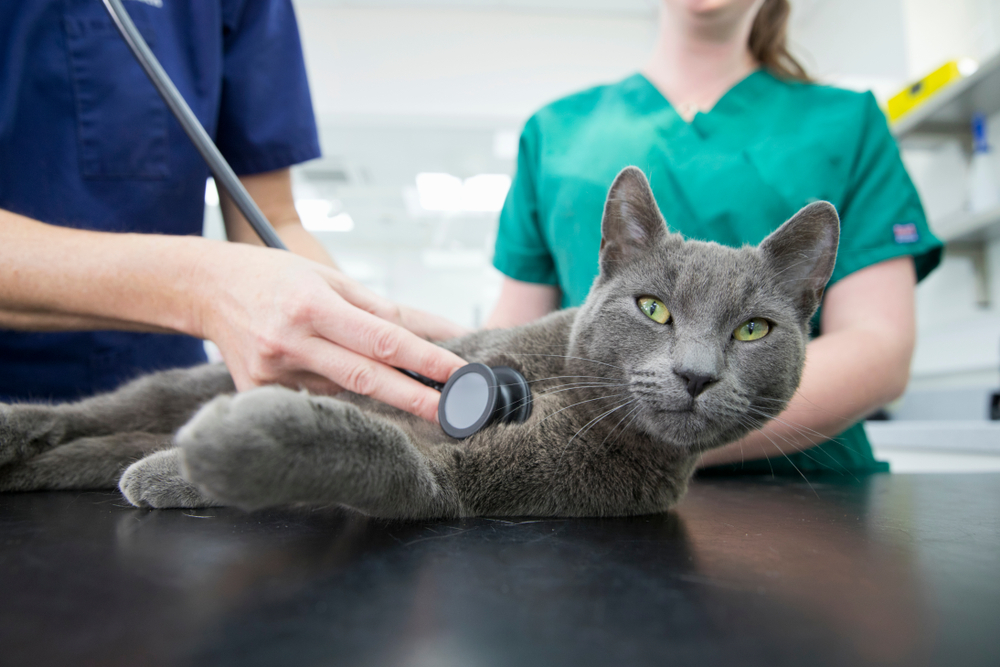 A vet listens to a Russian Blue cat with a stethoscope.