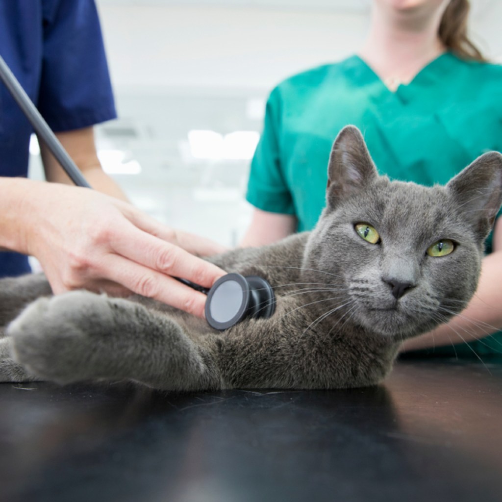 A vet listens to a Russian Blue cat with a stethoscope.