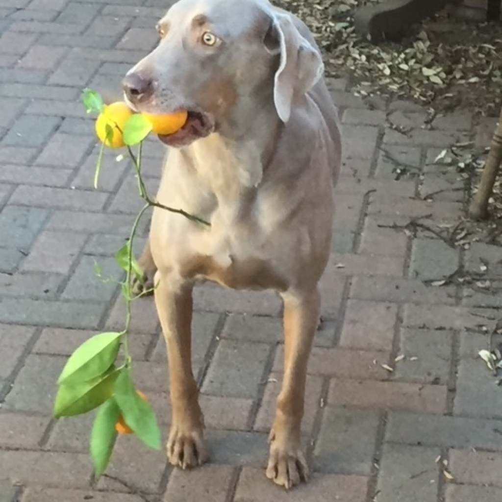 A Weimaraner holds a branch of oranges in his mouth