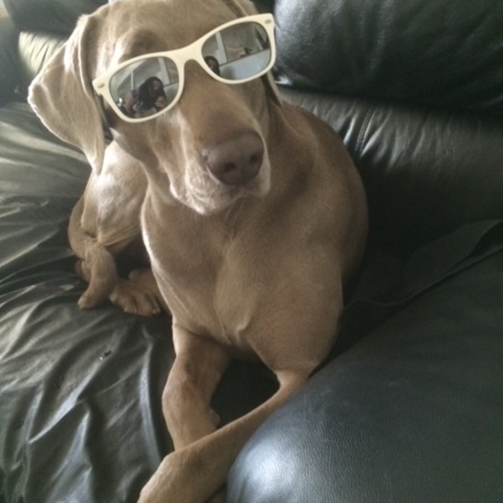 A Weimaraner sits on the couch wearing a person's sunglasses