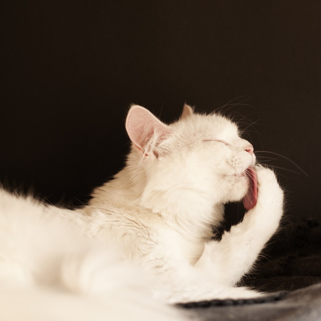 White cat lying down and grooming itself