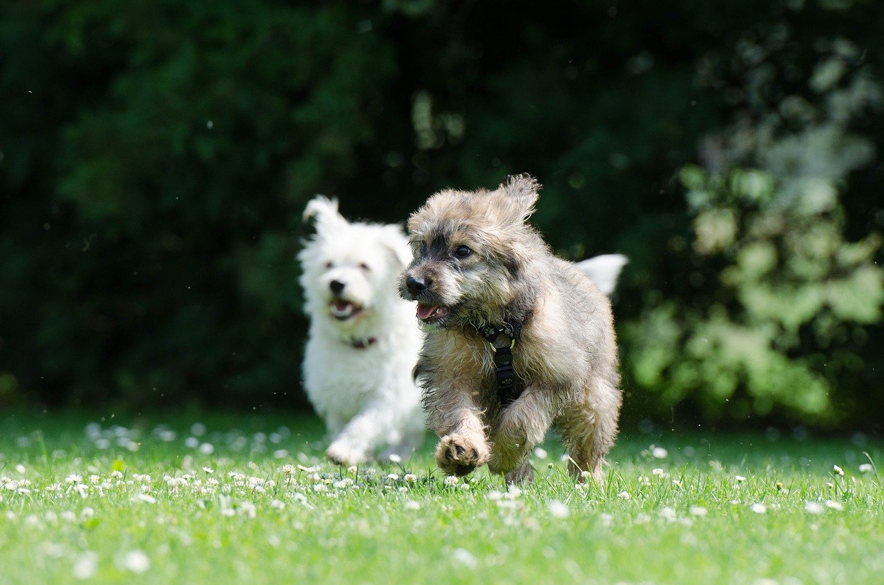 A white dog and a brown dog playing in a park.