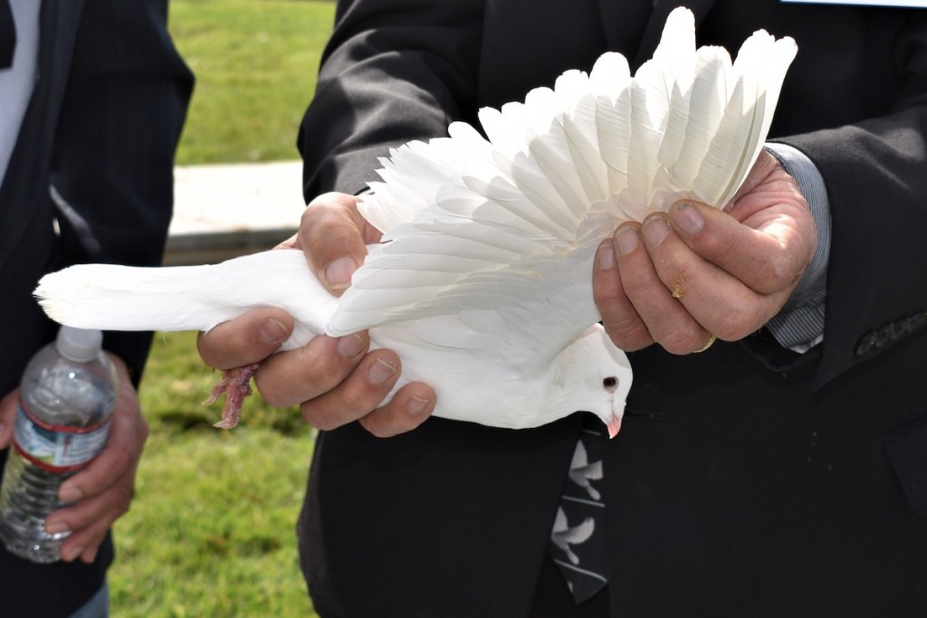White homing pigeon being held by his owner