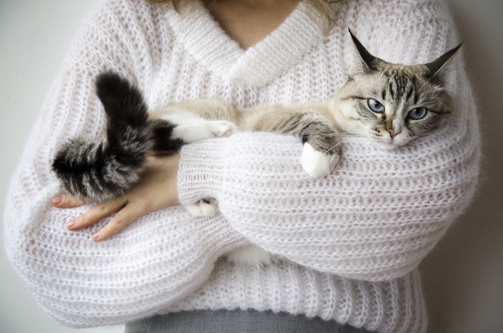 A woman wearing a white sweater holding a blue-eyed cat.