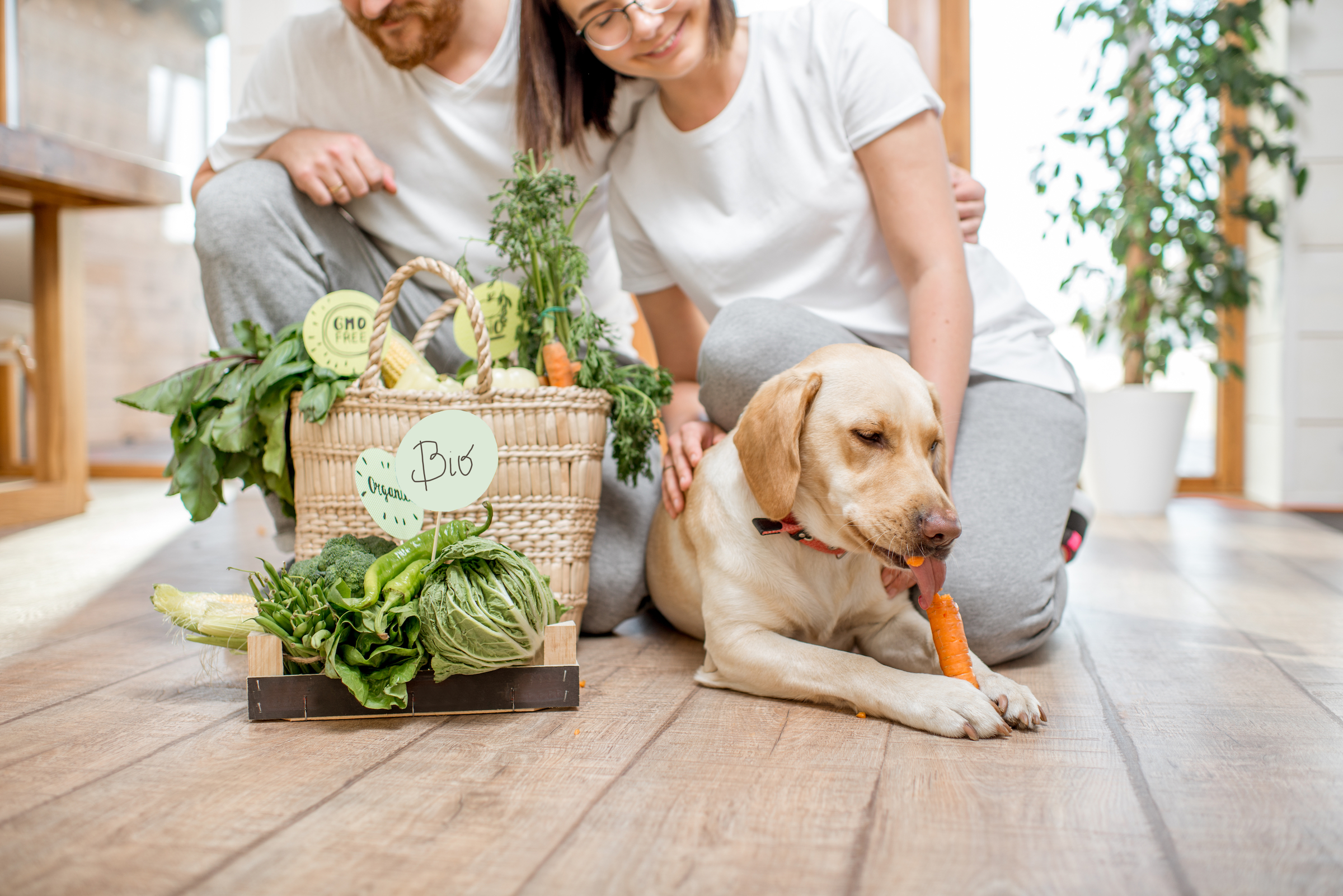Young Couple Feeding Their Dog With Healthy Green Food From The